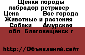 Щенки породы лабрадор ретривер › Цена ­ 8 000 - Все города Животные и растения » Собаки   . Амурская обл.,Благовещенск г.